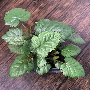 Sweet-Ark Ponca Blackberry