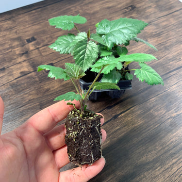 Sweet-Ark Immaculate Blackberry