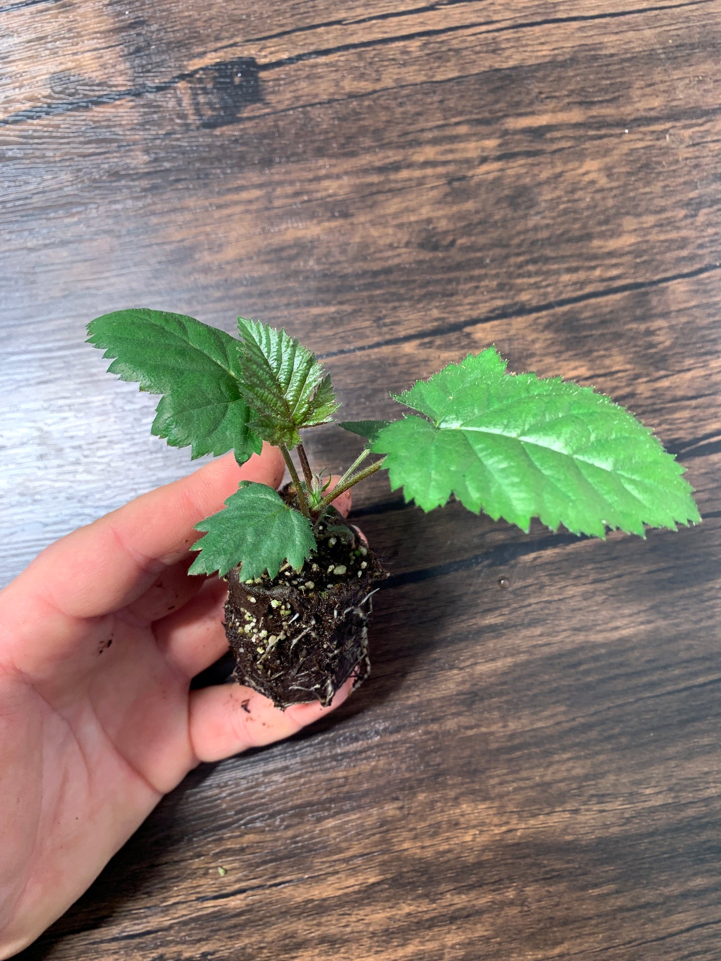 Sweet-Ark Ponca Blackberry