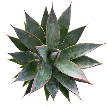 Blue Glow Agave