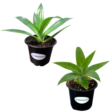 Blue Flame Agave & Boutin Blue Agave Value Pack