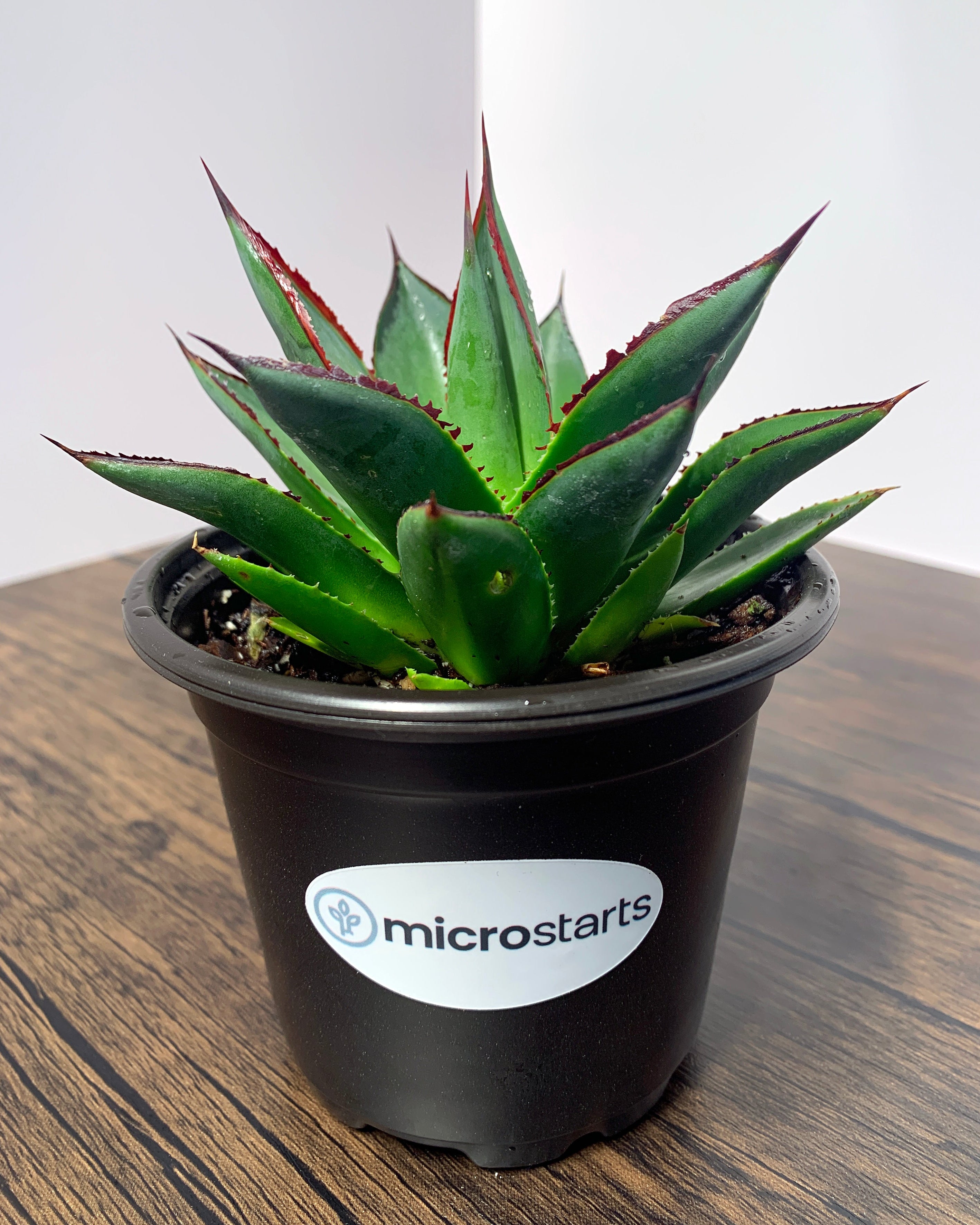 agave plant indoor Blue Glow Agave 4 inch/1 gal pots