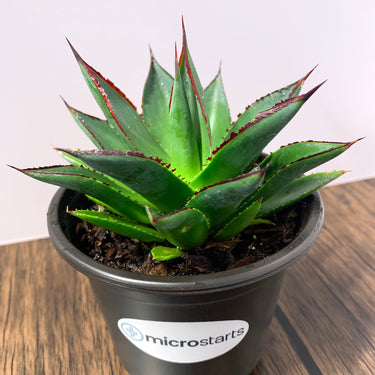 Blue Glow Agave & California Agave Value Pack