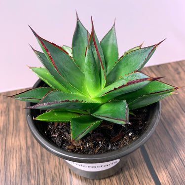 Blue Glow Agave & Blue Flame Agave Value Pack