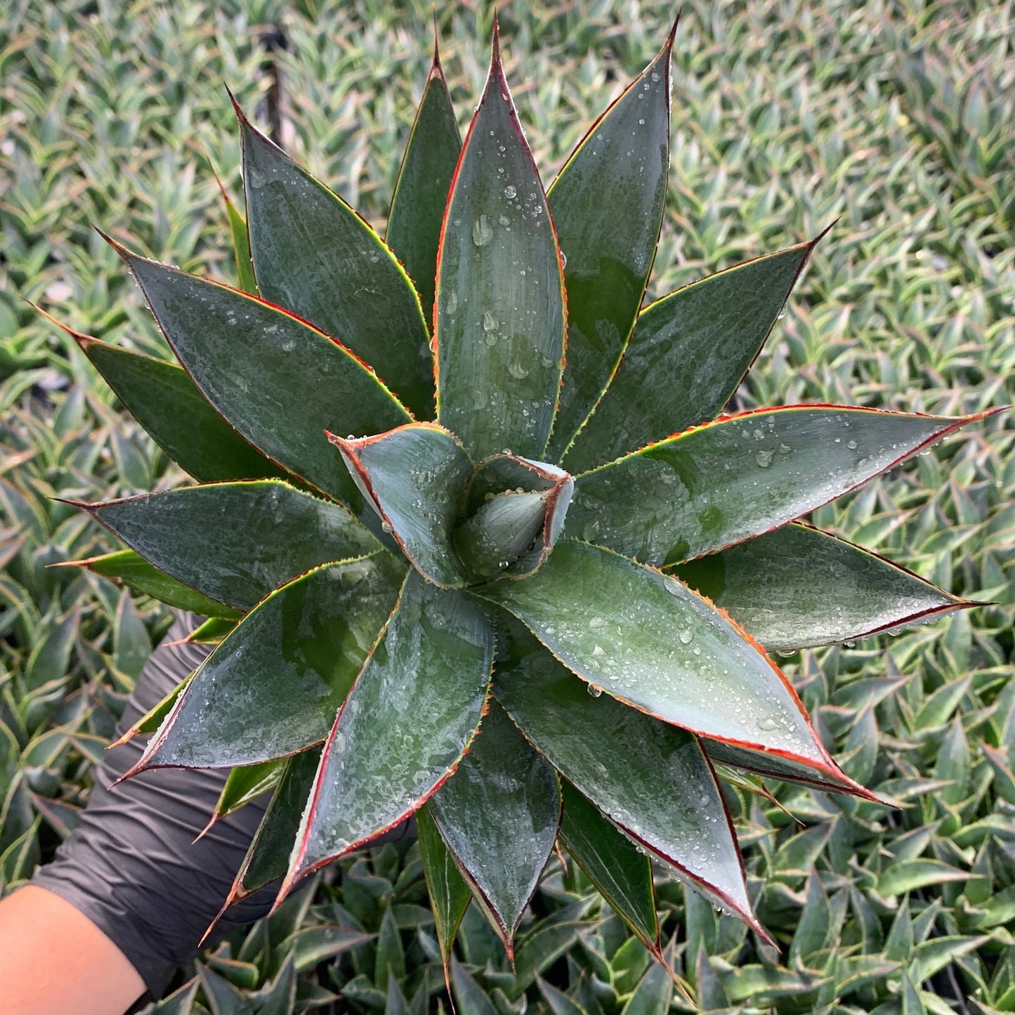 A large Blue Glow Agave held up against numerous trays of starter Blue Glow Agaves. The large agave has the classic Blue Glow Agave red edges with a slight yellow shine from the backlight.