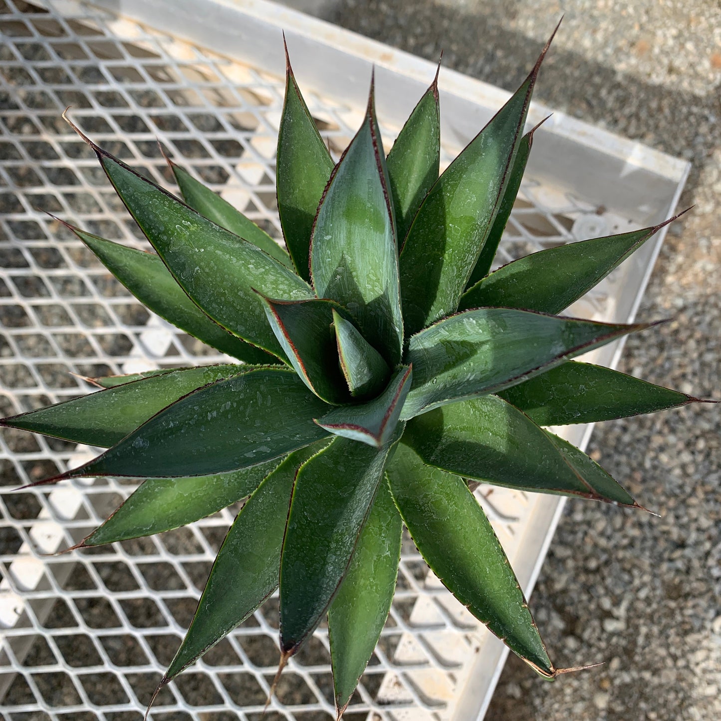 A 1 gallon Agave Blue Glow. It shows smooth blue green leaves with prickly red edges.