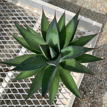 A 1 gallon Agave Blue Glow. It shows smooth blue green leaves with prickly red edges.