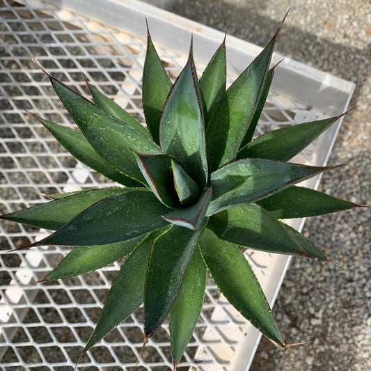 A 1 gallon Agave Blue Glow. It shows smooth blue green leaves with prickly red edges.