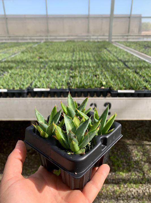 A 4 pack of Blue Glow Agave starter plants held up against numerous trays of starter Blue Glow Agaves.