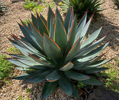 An adult Blue Glow Agave. The agave's leaves are long and bluish green, and its edges are redish and appear to glow in the light.