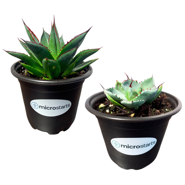 Blue Glow Agave & Artichoke Agave Value Pack