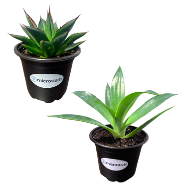 Blue Glow Agave & Blue Flame Agave Value Pack