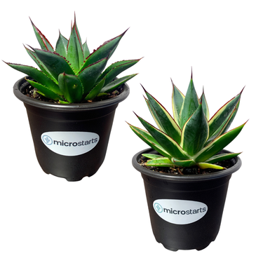 Blue Glow Agave & California Agave Value Pack