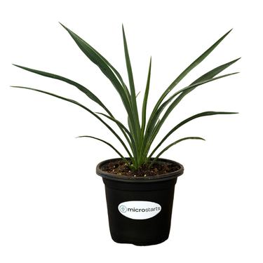 Blue Sentry Yucca