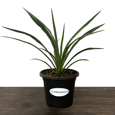 Blue Sentry Yucca