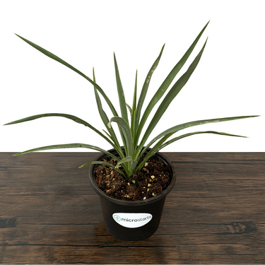 Blue Sentry Yucca