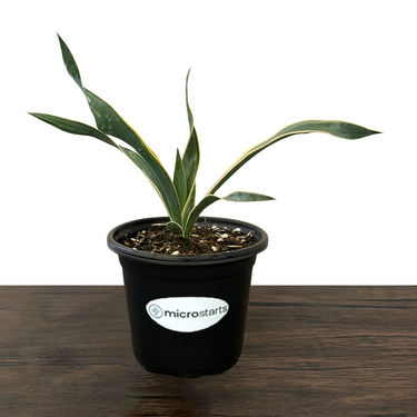 Bright Edge Yucca