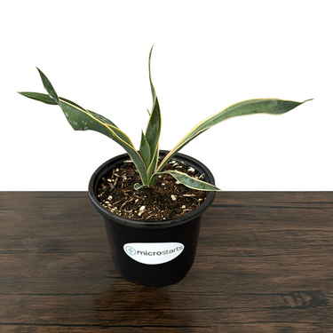 Bright Edge Yucca
