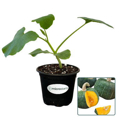 Winter Squash 4 Inch Starter Plant Variety Pack
