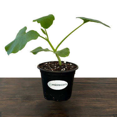 Burgess Buttercup Winter Squash