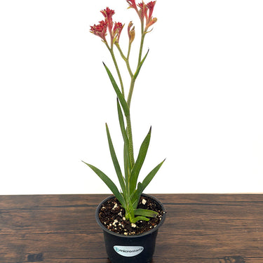 Bush Ranger Kangaroo Paw