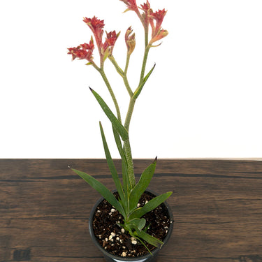 Bush Ranger Kangaroo Paw