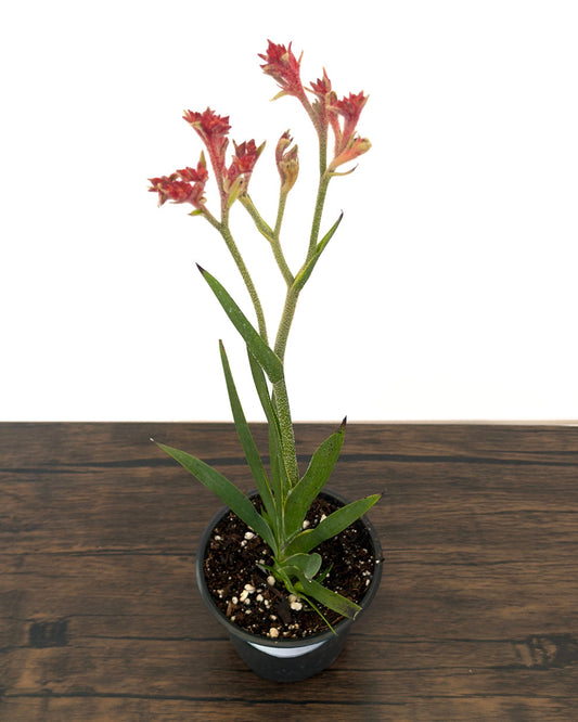 Bush Ranger Kangaroo Paw