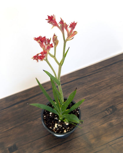 Waterwise Variety Pack