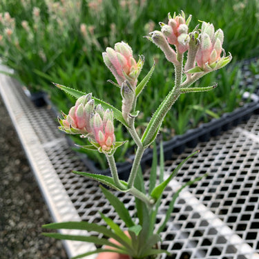 Bush Ranger Kangaroo Paw