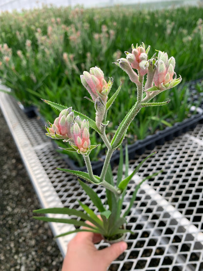 Kangaroo Paw, Anigozanthos 'Bush Ranger' Starter Plants - MicroStarts Plant Plugs 4 Pack