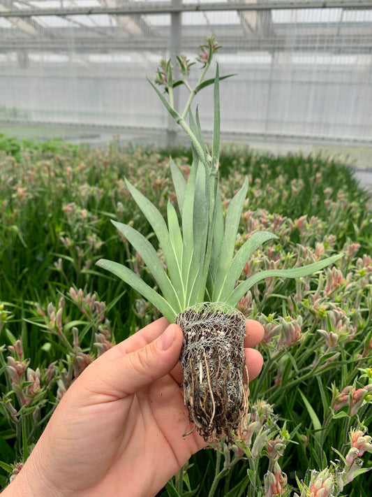 Anigozanthos 'Bush Ranger' - Kangaroo Paw