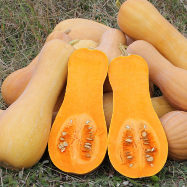 Butternut Squash