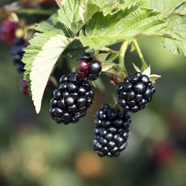Sweet-Ark Caddo Blackberry