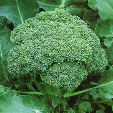 Calabrese Broccoli