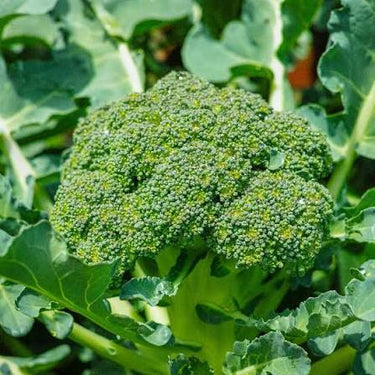 Calabrese Broccoli