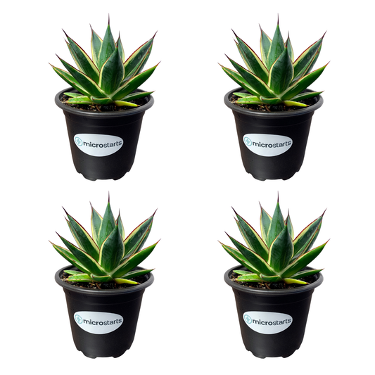 California Glow Agave