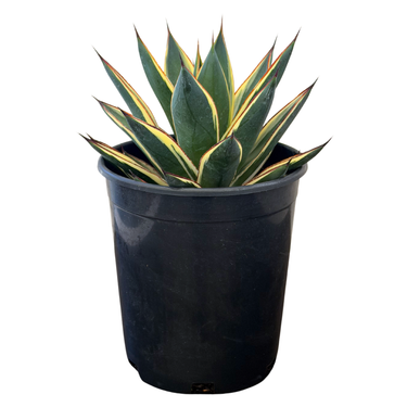 California Glow Agave
