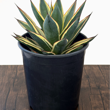 California Glow Agave