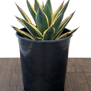 California Glow Agave