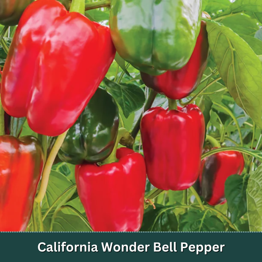 Sweet & Mild Pepper Variety Pack