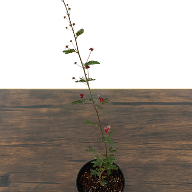 Baja Red Fairy Duster