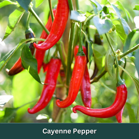 Signature Pepper Starter Plant Variety Pack