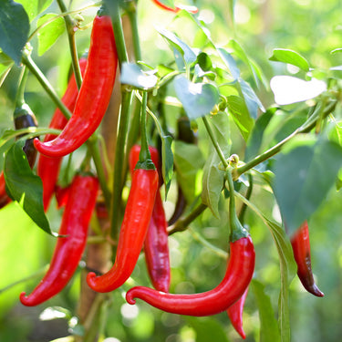 Cayenne Pepper