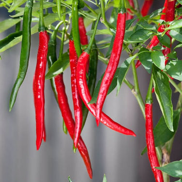Cayenne Pepper