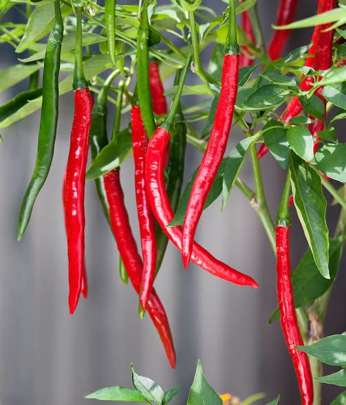 Cayenne Pepper