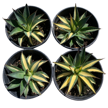 Half-Moon Central Variegated Blue Glow Agave