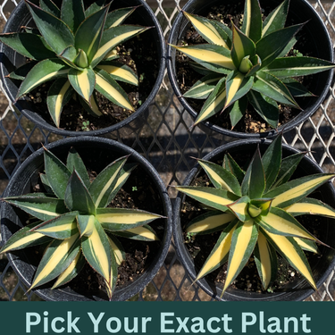 Four 1 gallon central variegated Half Moon agaves. Each plant has slightly different variegation patterns. Where variegation is present, it appears in the center of the leaf.