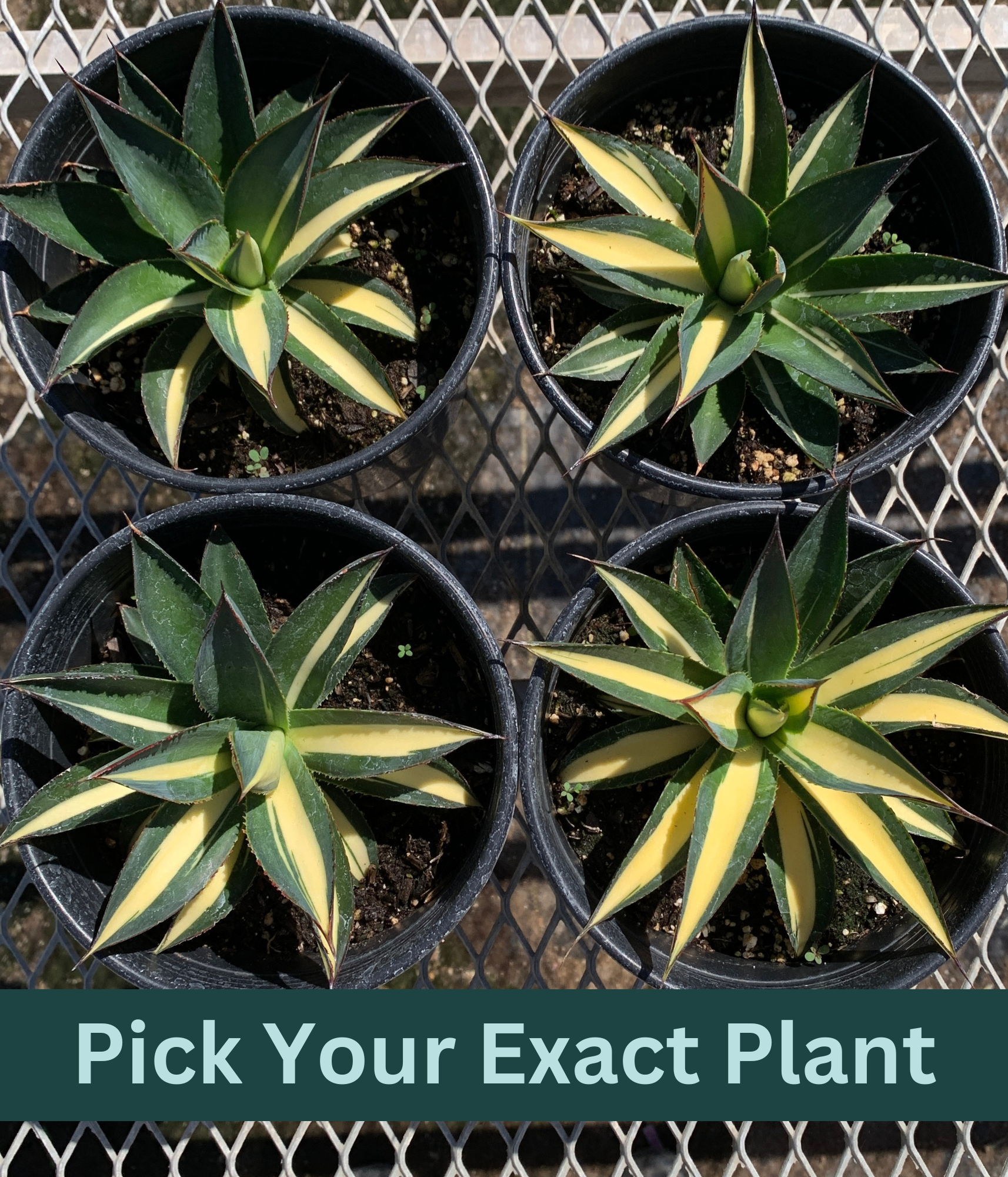 Four 1 gallon central variegated Half Moon agaves. Each plant has slightly different variegation patterns. Where variegation is present, it appears in the center of the leaf.