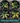 Four 1 gallon central variegated Half Moon agaves. Each plant has slightly different variegation patterns. Where variegation is present, it appears in the center of the leaf.
