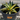 A 1 gallon central variegated Half Moon Agave. The agave has significant creamy yellow variegation in the center of its leave, with red glowing ridges on its edges.